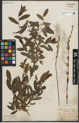 Foto von Salix purpurea L. x Salix repens L.
